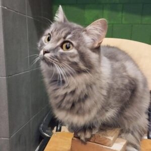 graut getigerte Katze mit halblangen Haaren sitzt auf Stuhl und schaut nach oben