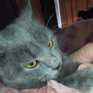 graue Kurzhaarkatze liegt auf rose Flauschkissen