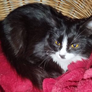 schwarze Katze mit weißer Brust und weißer Nase liegt in Körbchen auf roter Decke