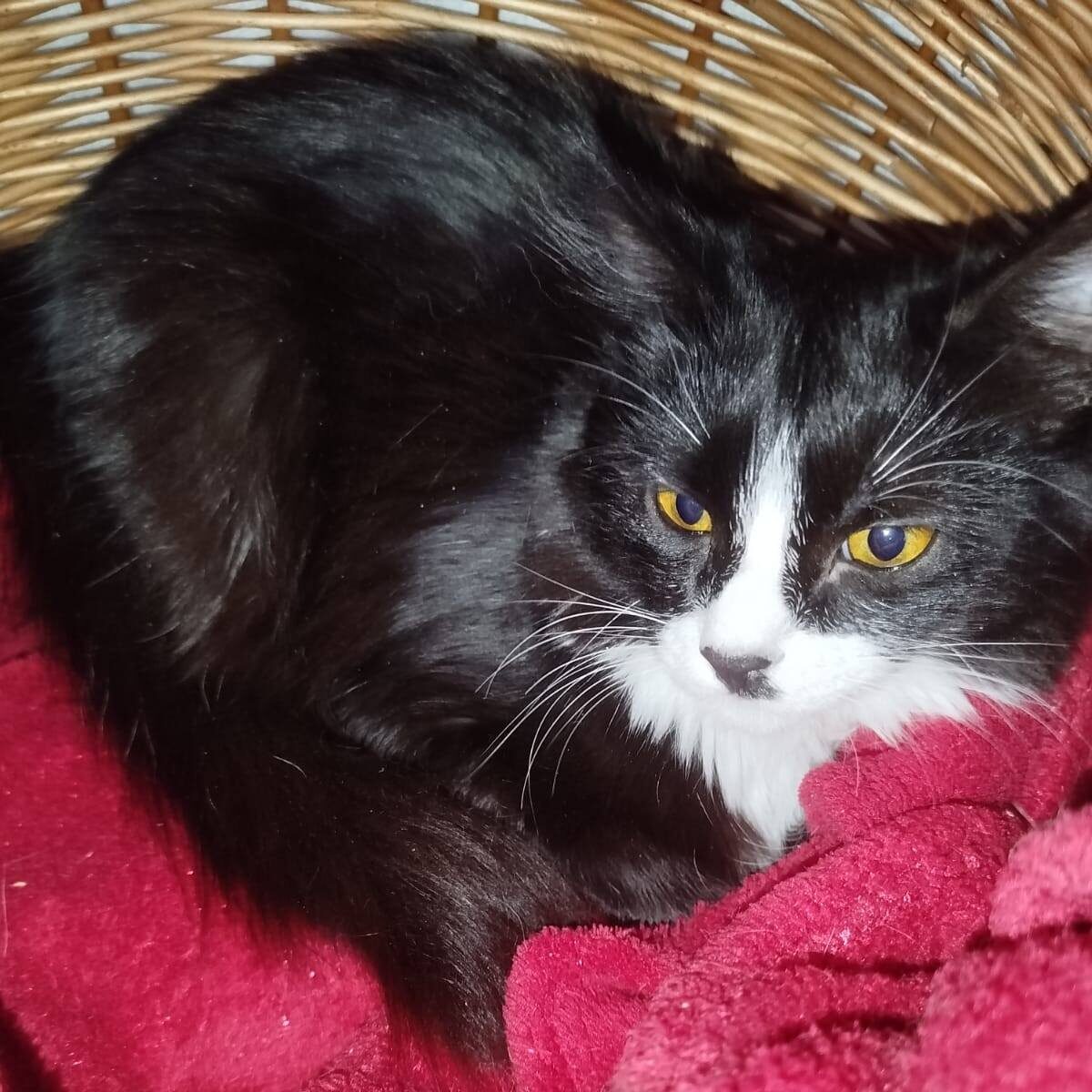 Read more about the article Amy Winehouse