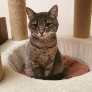 Tabbykatze sitzt in beigen Körbchen