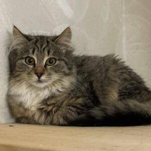 getigerte Katze mit mittellangem Fell liegt auf Holzbrett und schaut in Kamera