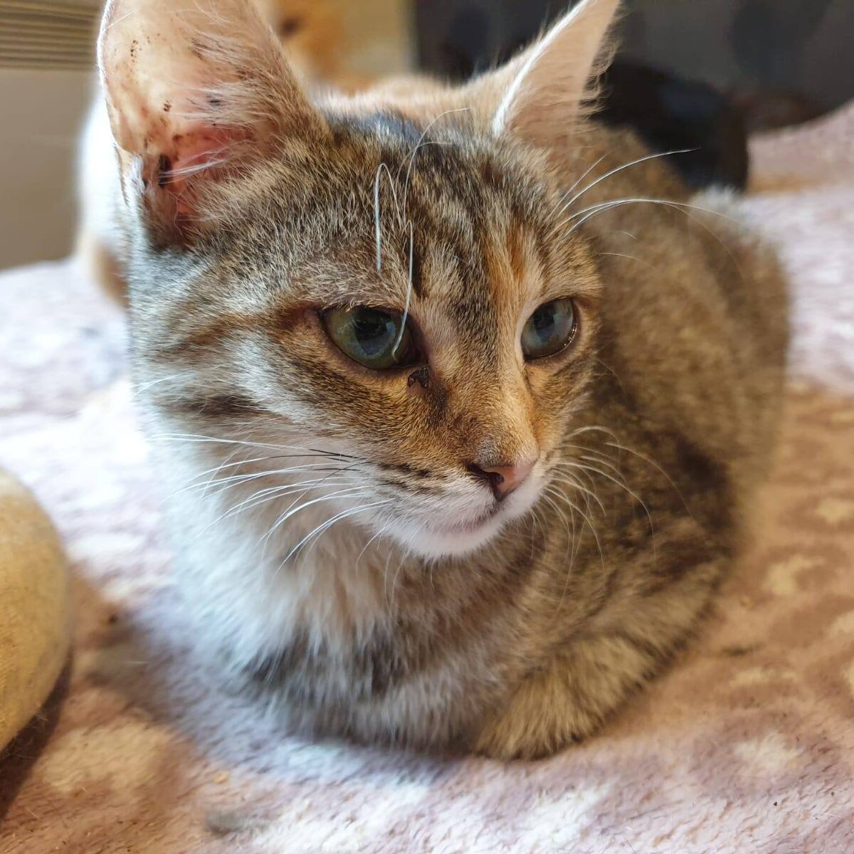 Read more about the article Chili