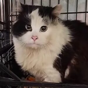 schwarz weiße Langhaarkatze sitzt in Käfig und schaut etwas ängstlich in Kamera