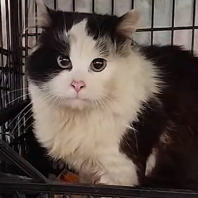 schwarz weiße Langhaarkatze sitzt in Käfig und schaut etwas ängstlich in Kamera