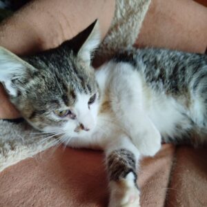 Tigerkater mit weiß liegt auf einer lachsfarbenen Decke