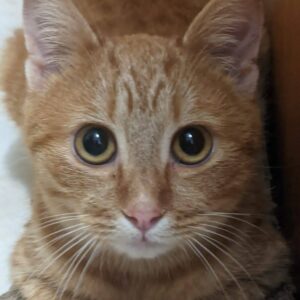 roter Kater, schaut direkt in die Kamera