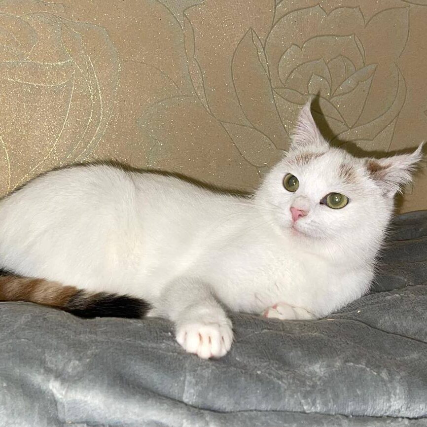 Read more about the article Elsbeth