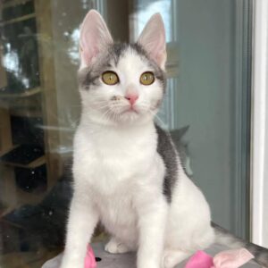 Weibliche Katze weiß mit grau sitzt auf einem Hocker.