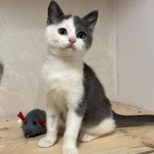 junge grau weiße Kurzhaarkatze sitzt auf Brett zusammen mit Spielzeugmaus