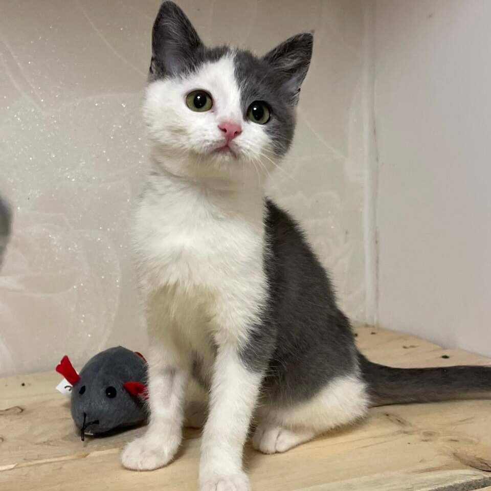 junge grau weiße Kurzhaarkatze sitzt auf Brett zusammen mit Spielzeugmaus