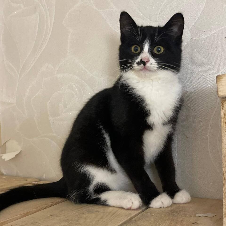 junge schwarz weiße Katze mit schwarzem Punkt auf der Nase sitzt vor Wand und schaut in Kamera