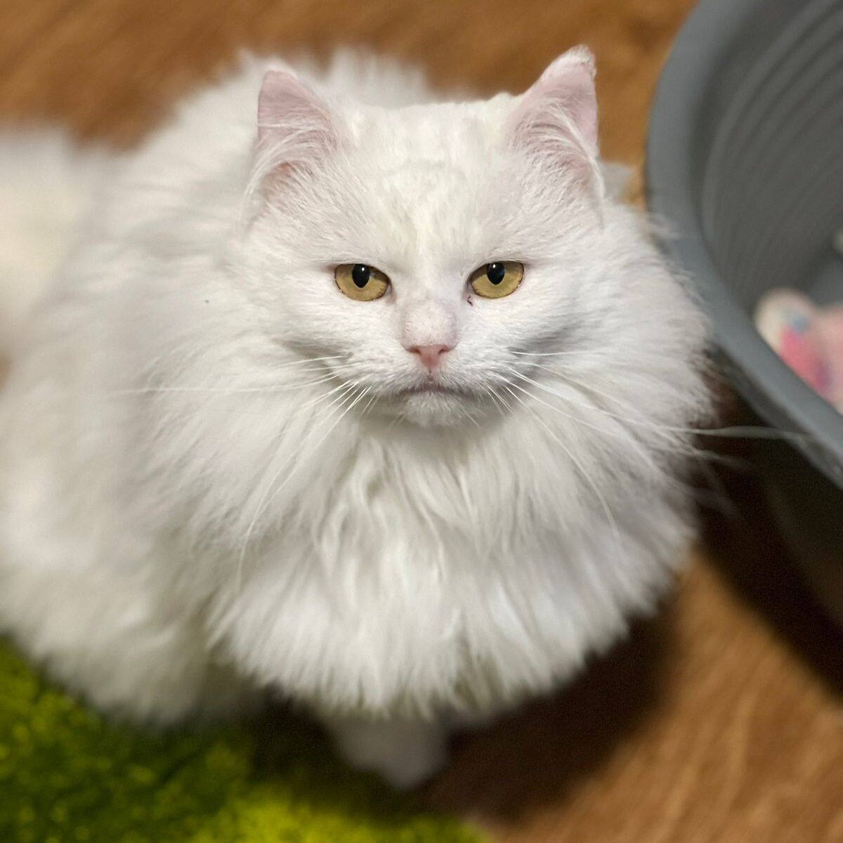 weiße Langhaarkatze mit bernsteinfarbenen Augen sitzt und schaut nach oben