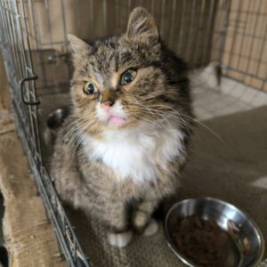 Tabbykater sitzt in Käfig und schaut zur Seite