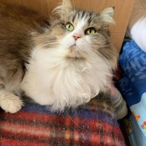 getigerte Langhaarkatze mit weißer Brust liegt auf rot blau karierter Decke und schaut nach oben