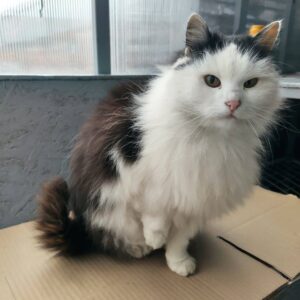 schwarz weiße Langhaarkatze sitzt auf einem Karton und hebt die rechte Pfote