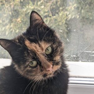 Schildpatt Katze sitzt am Fenster.