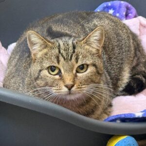 getigerte Katze liegt in einer Schale auf einer rosa Decke