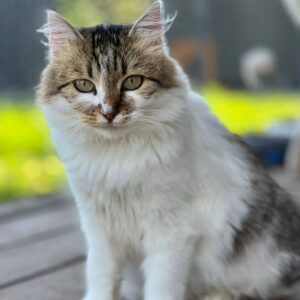 mehfarbig getigerte Katze mit halblangen Haaren und weißer Brust schaut in Kamera