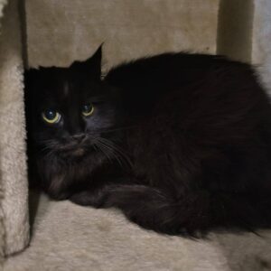 schwarze Langhaar Katze sitzt in einem Kratzbaum