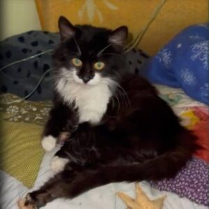 schwarz weiße Katze sitzt auf Kissen