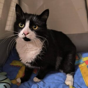 schwarz weiße Kurzhaarkatze mit schwarzem Kinn sitzt in Transportboc