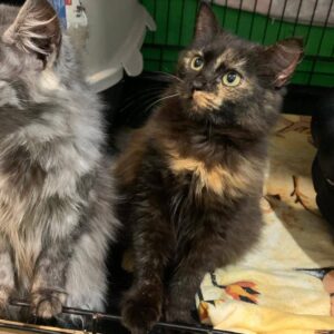 dreifarbe junge Katze mit mittellangem Haar sitzt neben anderer Katze in einem Käfig