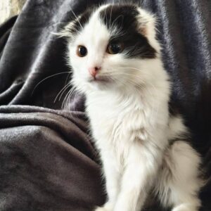 schwarz weiße Fold Katze mit halblangen Haaren sitzt auf dunkelgrauer Decke