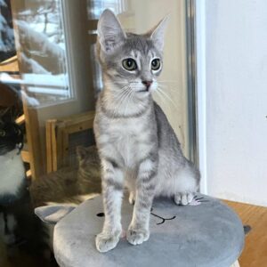 hellgrau getigerte schlanke Kurzhaarkatze sitzt auf einem grauen Hocker und schaut nach rechts