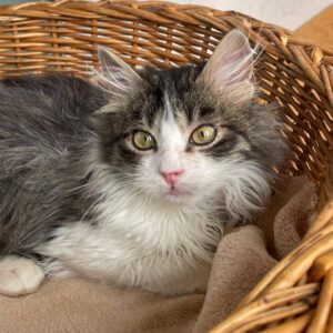 Kitten weiß grau liegt im Körbchen auf einer beigen Decke.