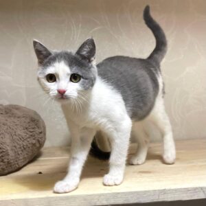 junge weiß graue Kurzhaarkatze steht auf einem Brett und schaut in Kamera