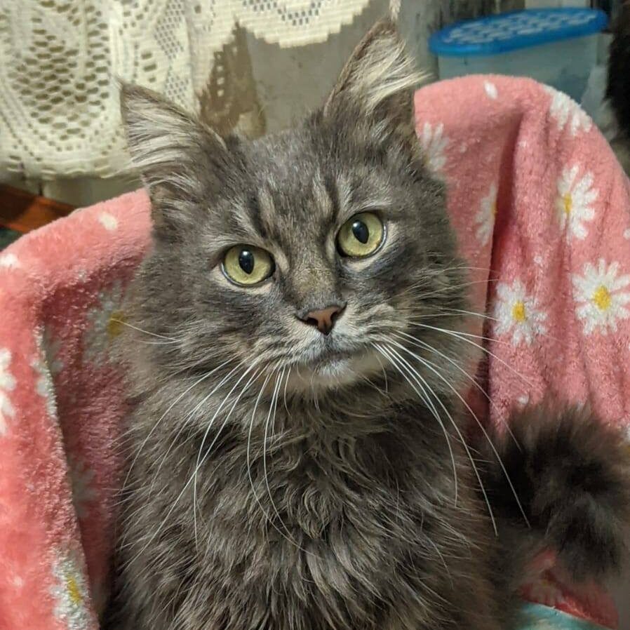 Read more about the article Schelm