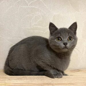 junge dunkelgraue Kurzhaarkatze liegt auf Brett und schaut leicht nach oben