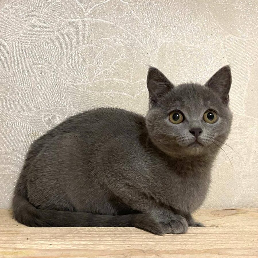 junge dunkelgraue Kurzhaarkatze liegt auf Brett und schaut leicht nach oben