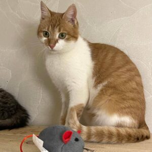 orange weiß getigerte Kurzhaarkatze sitzt vor einer grauen Spielmaus