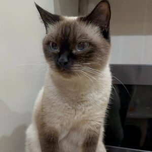 Siamkatze schaut nach links