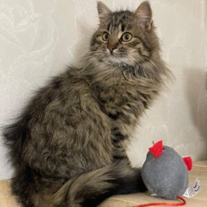 grau getigerte Langhaarkatze sitzt auf Brett und schaut nach links