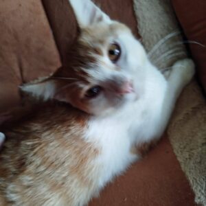 junger rot-weißer Kater, liegend, guckt nach oben Richtung Kamera