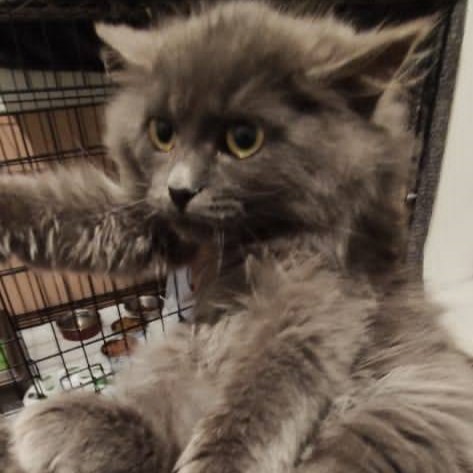 Read more about the article Little Hannah