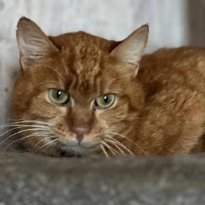 roter Kater, liegt auf einem Kratzbaum, auf einem mit grauem Plüsch bezogenen Brett, wirkt etwas ängstlich auf den Bildern; muss ein Straßenkater gewesen sein, Macken an den Ohren