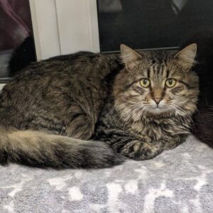 getigerter Kater, liegt vor einem geschlossenen Fenster, draußen ist es dunkel