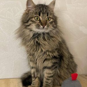 tiger Katze, tappy, Langhaar, blick zur Seite