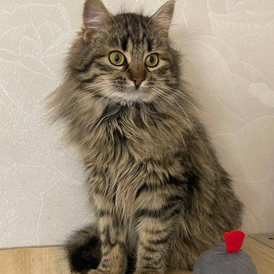 Read more about the article Tapsy