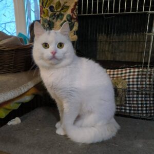 weiße halblanghaar Katze sitzt aufrecht und schaut in die Kamera