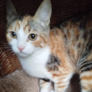 Glückskatze mit weiß, dreifarbige Katze