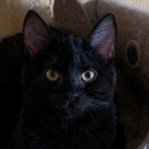 schwarze Kurzhaar katze, schwarzes kitten