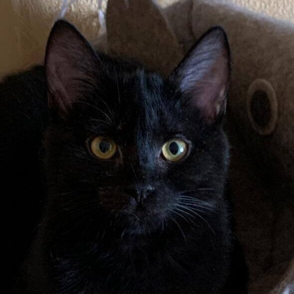 Read more about the article Cassiopeia