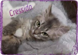 graue katze, tiger Katze