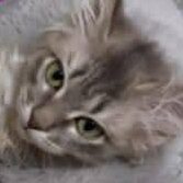 Read more about the article Cressida