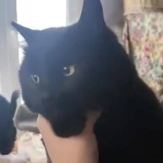 Read more about the article Dzhynni​